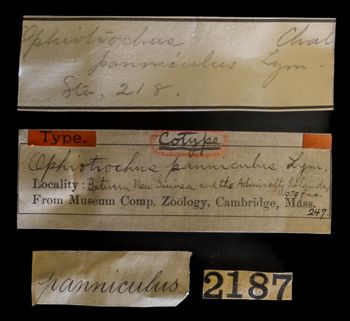 Media type: image;   Invertebrate Zoology OPH-247 Description: Original handwritten specimen labels;  Aspect: labels